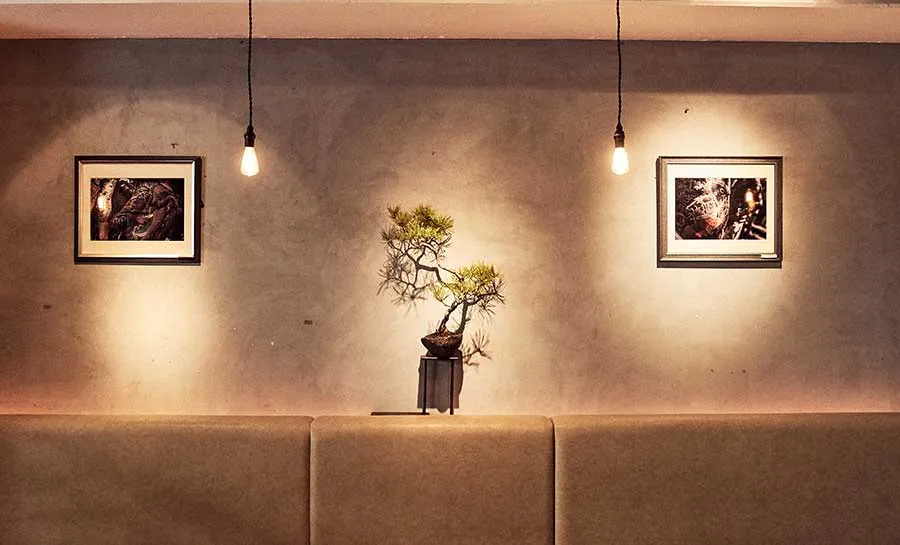 Bonsai and a wall of photographs